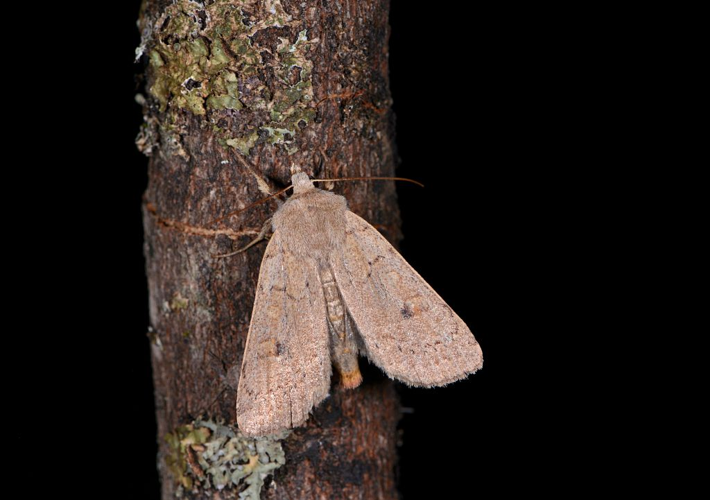 Xestia castanea &copy; Jean Raillot