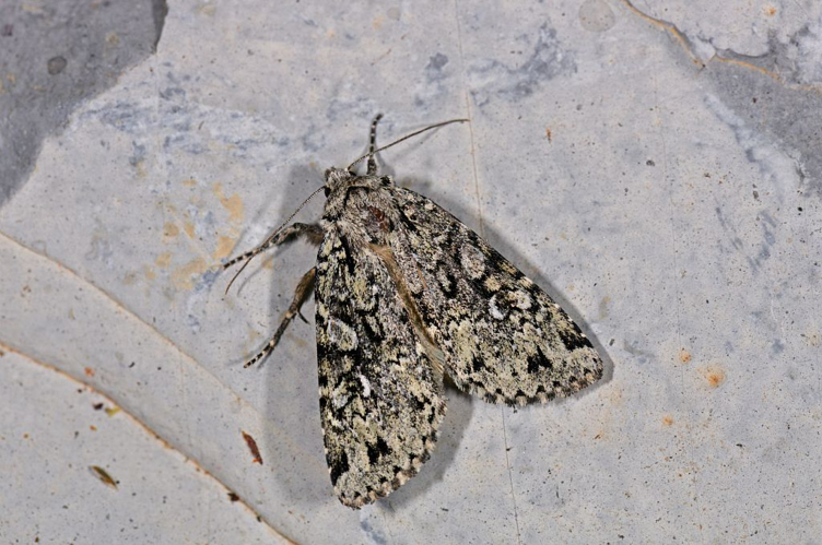 Xestia speciosa &copy; Jean Raillot