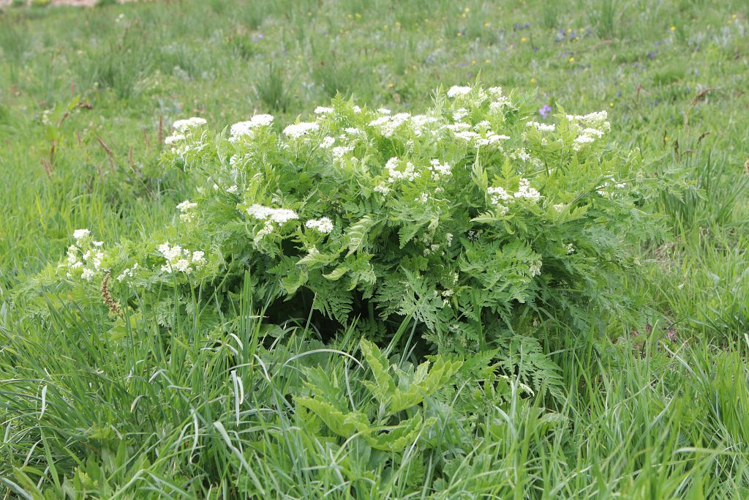 Myrrhide odorante &copy; Cyril Coursier - Parc national des Ecrins