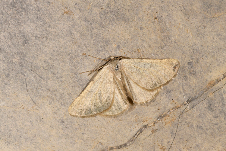 Gnophos concolore &copy; Jean Raillot - Grenha