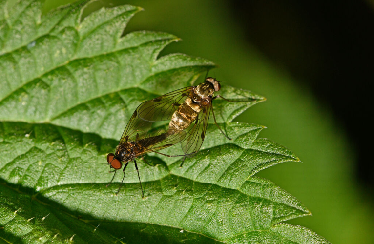 Chrysopilus cristatus &copy; Jean Raillot