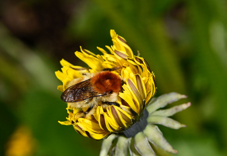 Bourdon variable &copy; Jean Raillot