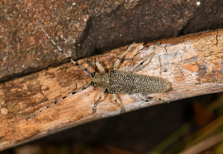 Grande Saperde &copy; Jean Raillot - GRENHA