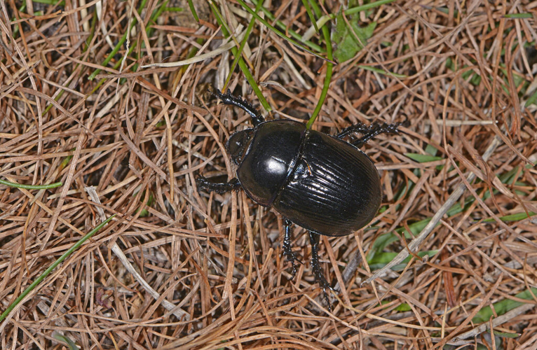 Bousier lisse &copy; Jean Raillot - GRENHA