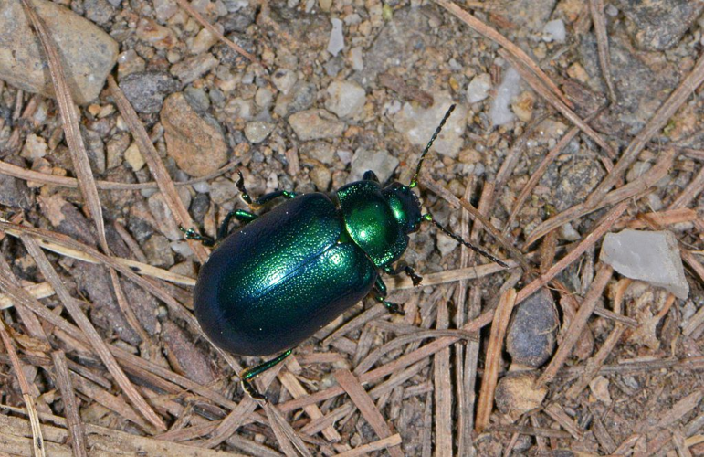 Oreina gloriosa &copy; Jean Raillot - GRENHA