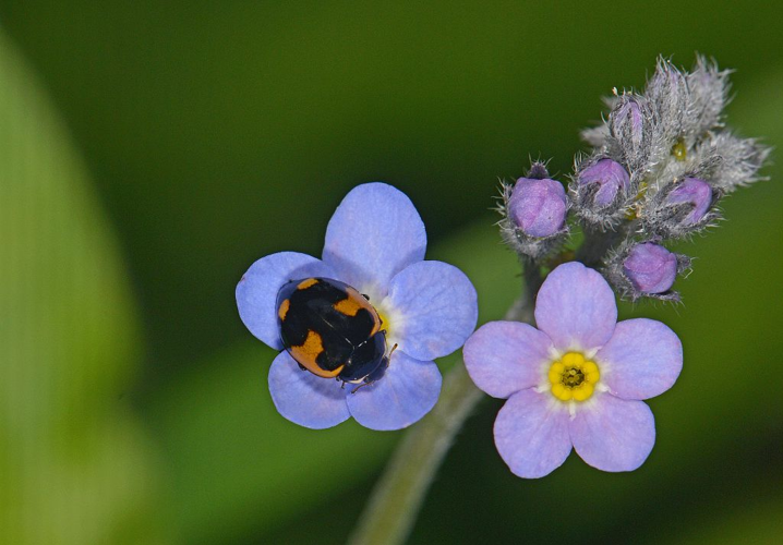 Ceratomegilla alpina &copy; Jean Raillot - GRENHA