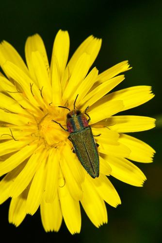 Bupreste hongrois &copy; Jean Raillot - GRENHA