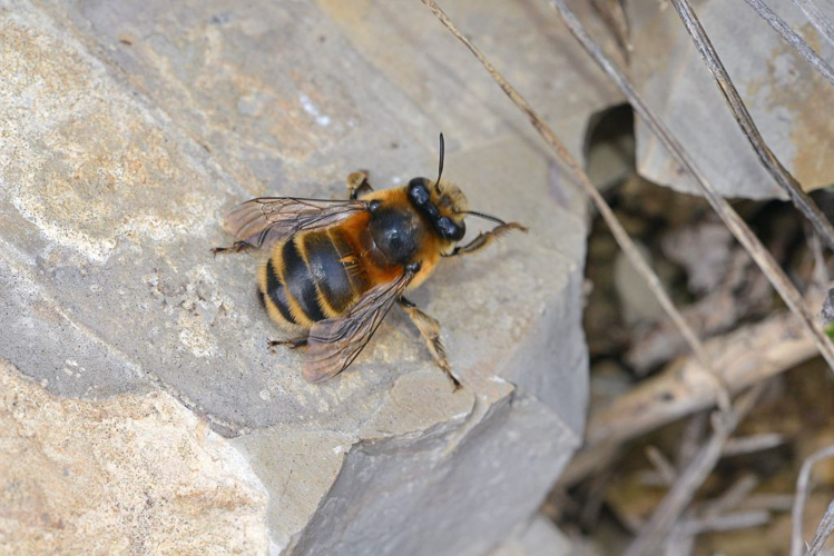 Anthophore commune - femelle &copy; Jean Raillot - GRENHA