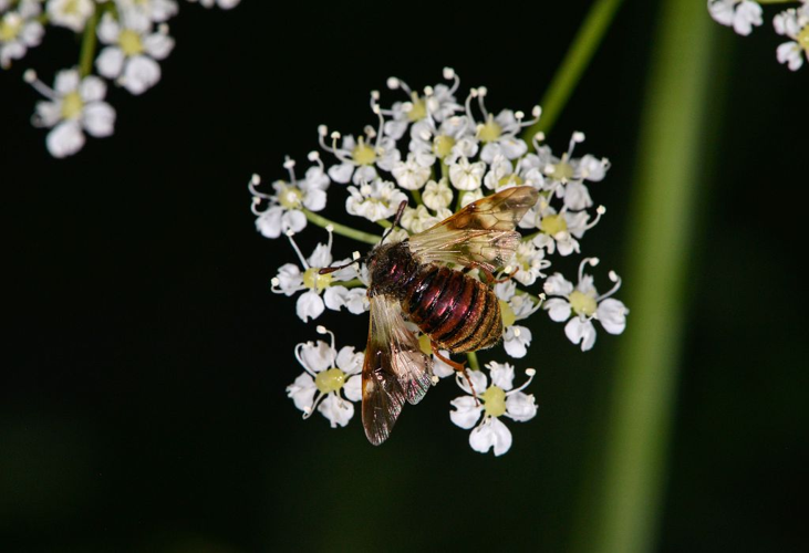 Abia aurulenta &copy; Jean Raillot - GRENHA