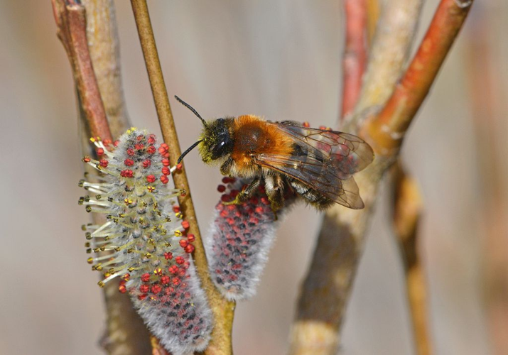 Andrena sp &copy; Jean Raillot - GRENHA