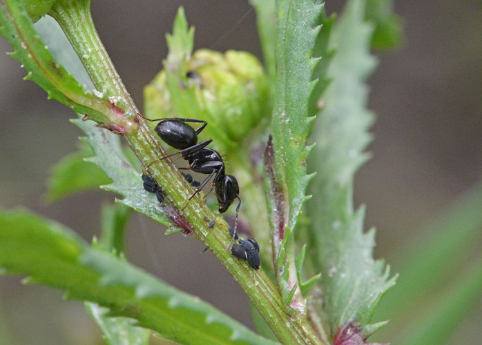 Fourmi éthiopienne &copy; Jean Raillot - GRENHA