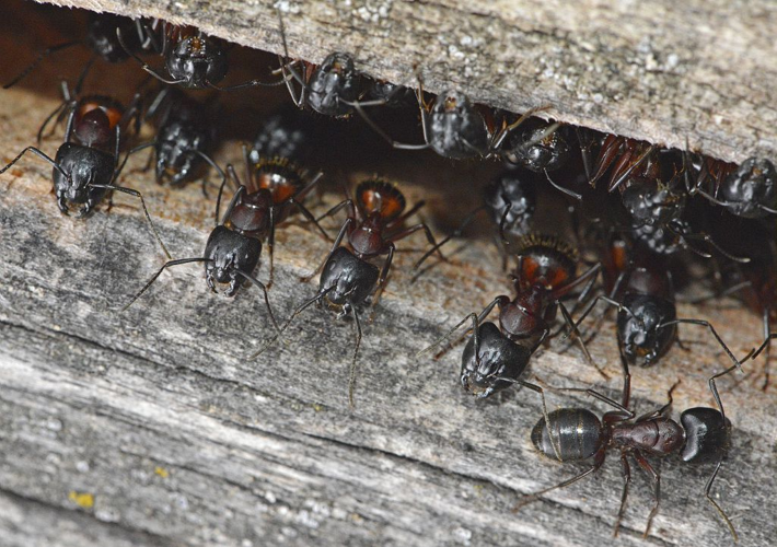 Fourmi ronge-bois &copy; Jean Raillot - GRENHA