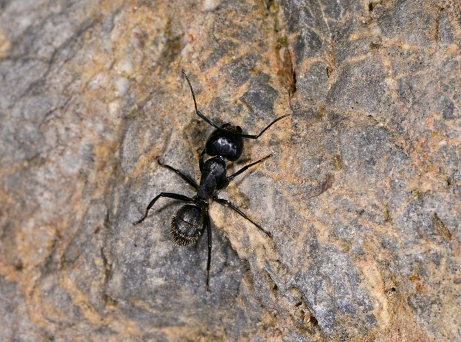 Camponotus vagus &copy; Jean Raillot - GRENHA