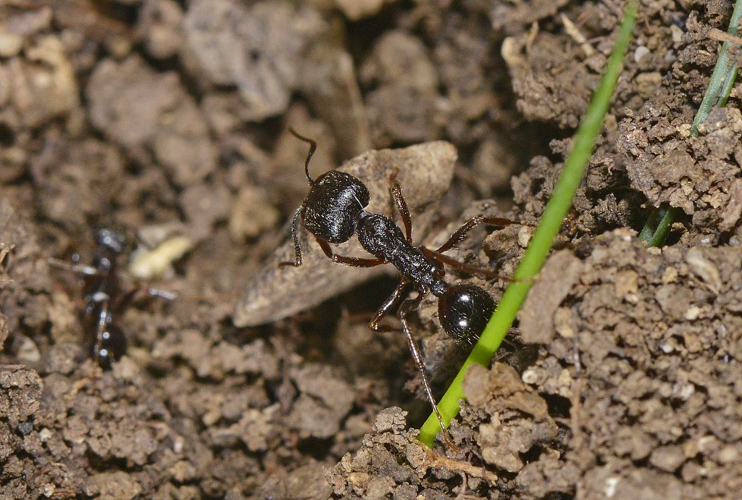 Messor structor &copy; Jean Raillot - GRENHA