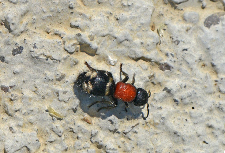 Mutilla europaea &copy; Jean Raillot - GRENHA