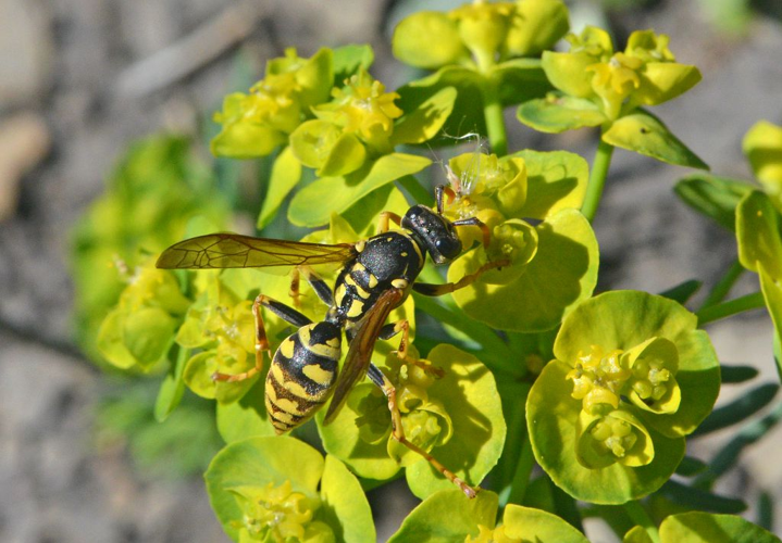 Nomada sp &copy; Jean Raillot - GRENHA