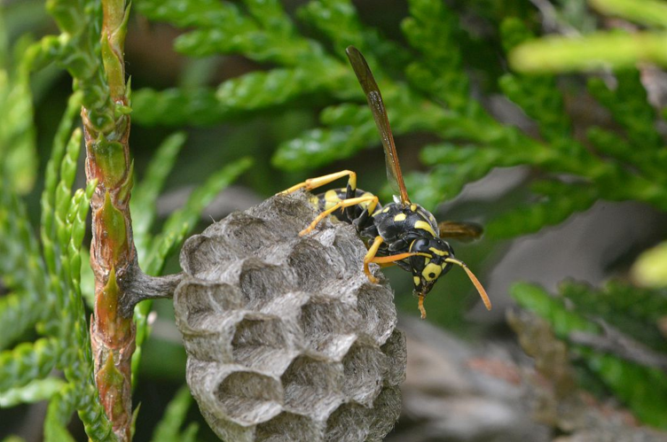 Guêpe poliste &copy; Jean Raillot - GRENHA