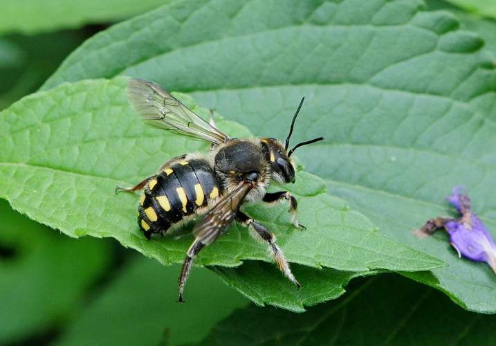 Rhodanthidium septemdentatum - mâle &copy; Jean Raillot - GRENHA