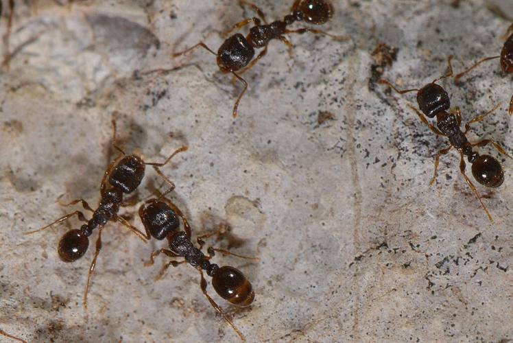 Tetramorium sp &copy; Jean Raillot - GRENHA