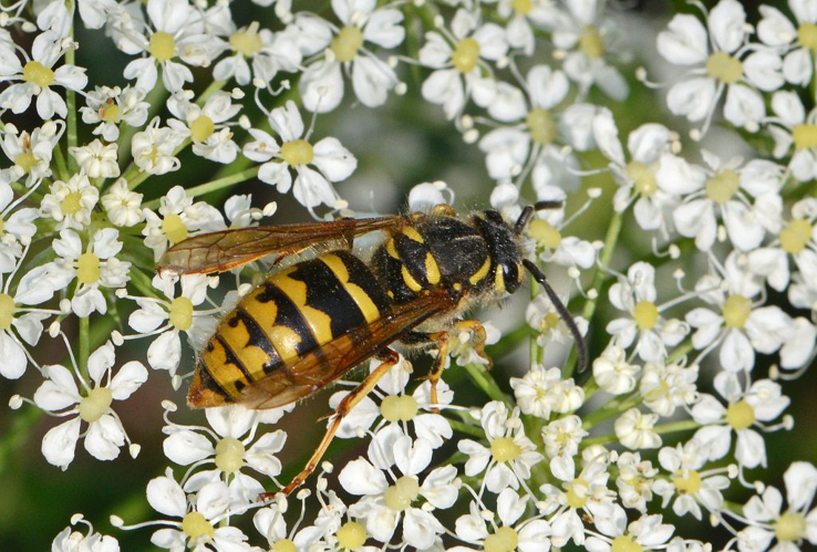 Frelon d'Europe &copy; Jean Raillot - GRENHA