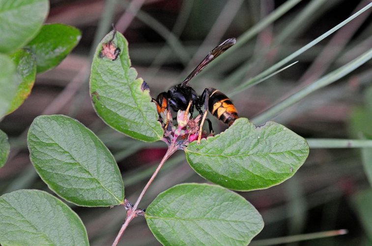 Frelon à pattes jaunes &copy; Jean Raillot - GRENHA
