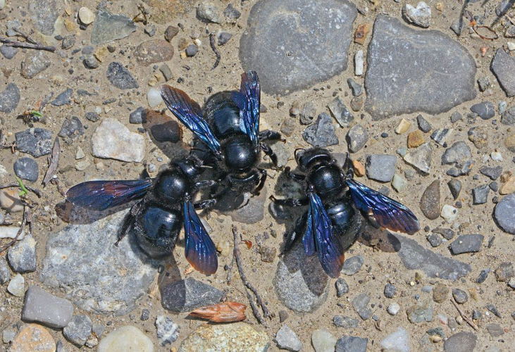 Xylocope panard &copy; Jean Raillot - GRENHA