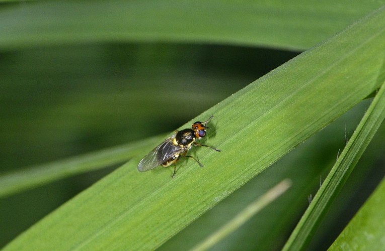 Oxycera pygmaea &copy; Jean Raillot - GRENHA