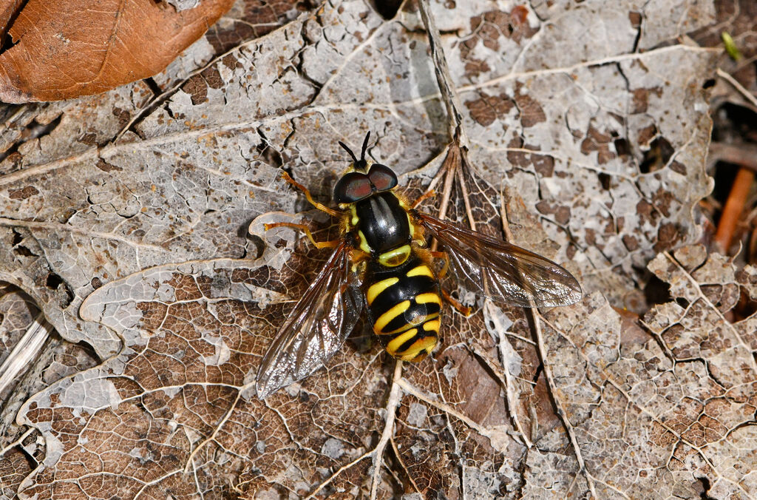 Chrysotoxum elegans &copy; Jean Raillot - GRENHA