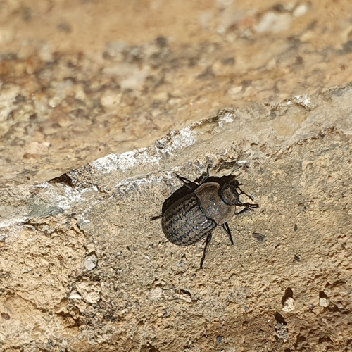 Opatrum sabulosum  &copy; nicolas BERTRAND
