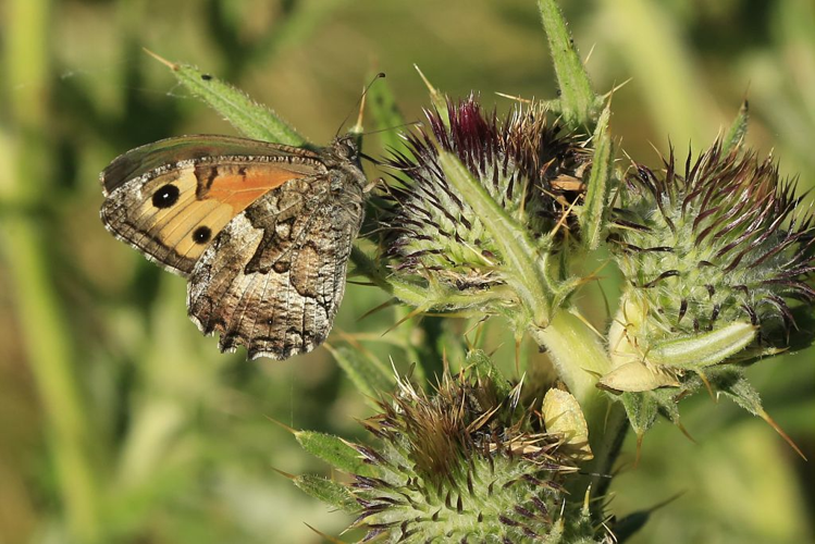 Hipparchia semele à Ancelle &copy; Marc CORAIL