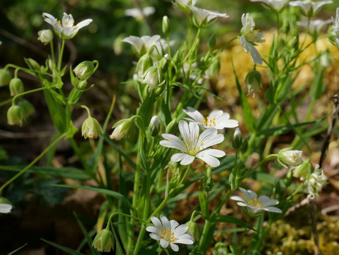 Stellaire holostée &copy; Marie-Geneviève Nicolas - Parc national des Ecrins