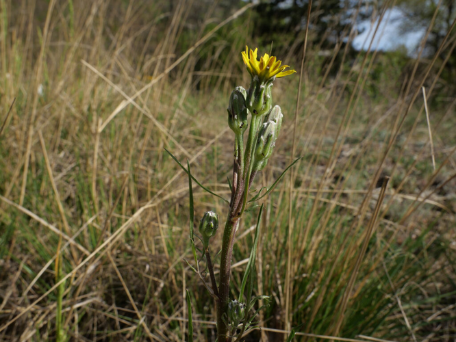 Podosperme lacinié &copy; Marie-Geneviève Nicolas - Parc national des Ecrins