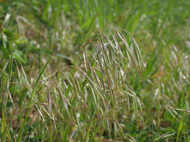 Brome des toits &copy; Marie-Geneviève Nicolas - Parc national des Ecrins
