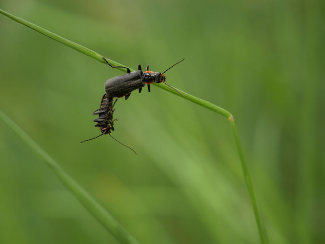 Cantharis obscura &copy; Marie-Geneviève Nicolas - Parc national des Ecrins