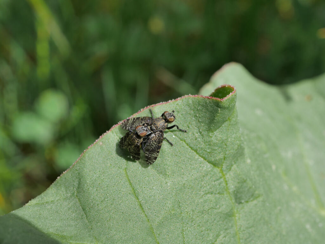 Platystoma seminationis &copy; Marie-Geneviève Nicolas - Parc national des Ecrins