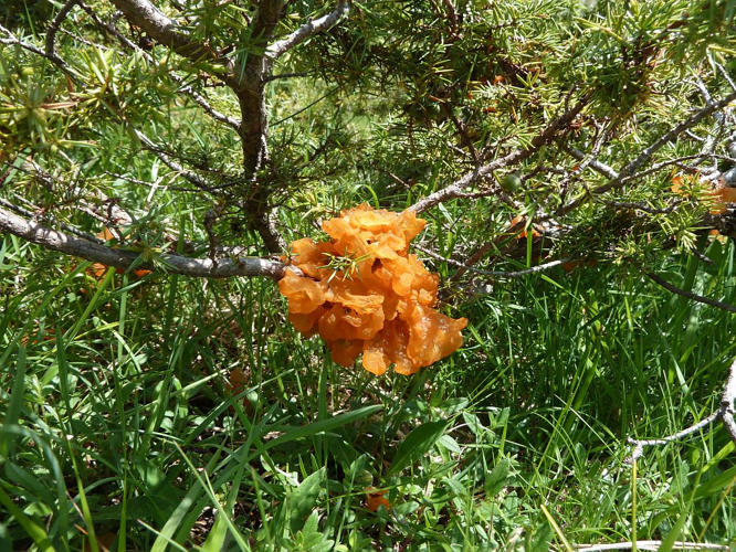 Gymnosporangium tremelloides &copy; Marie-Geneviève Nicolas - Parc national des Ecrins