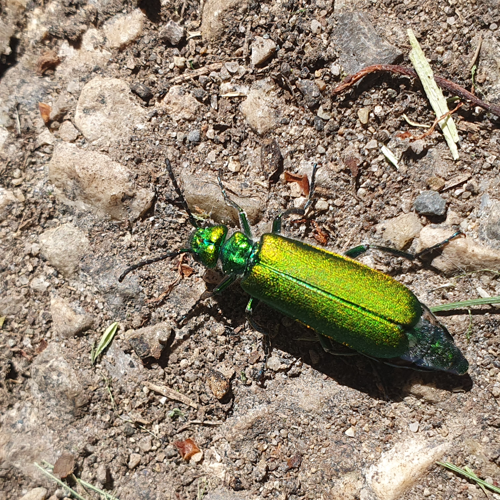Lytta vesicatoria &copy; Nicolas BERTRAND