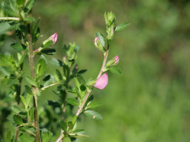 Bugrane épineuse &copy; Marie-Geneviève Nicolas - Parc national des Ecrins
