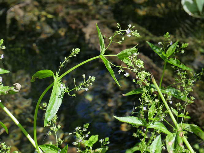 Véronique mouron-d'eau &copy; Marie-Geneviève Nicolas - Parc national des Ecrins