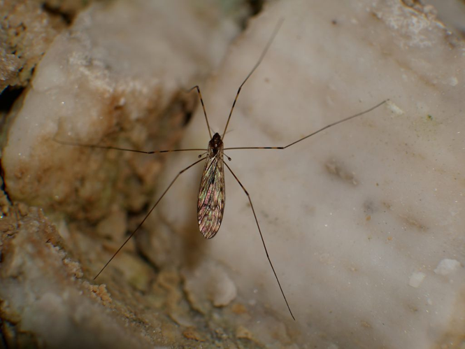 Limonia nubeculosa &copy; Damien COMBRISSON
