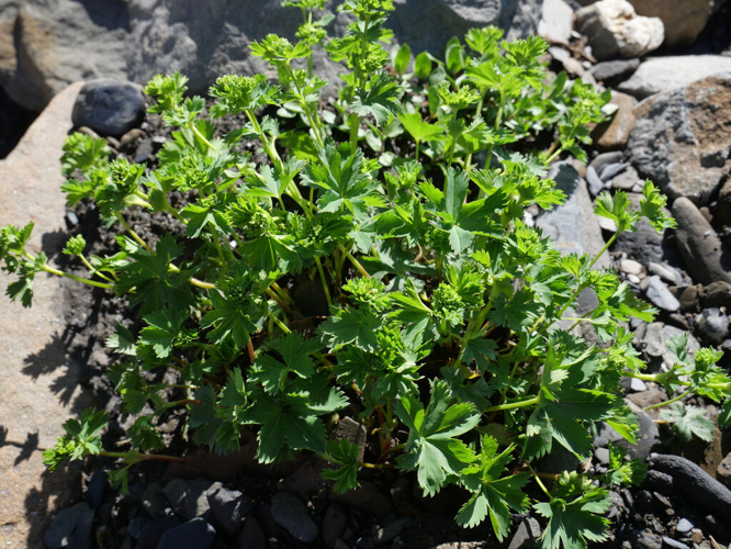 Alchémille fendue &copy; Marie-Geneviève Nicolas - Parc national des Ecrins