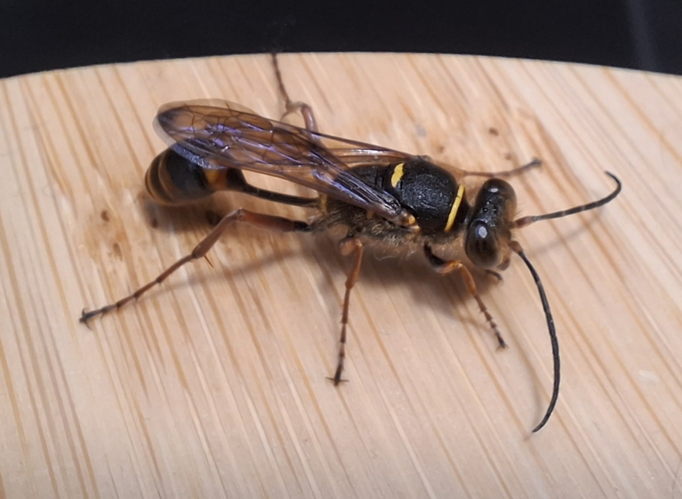 Sceliphron curvatum &copy; Camille Monchicourt - PNE