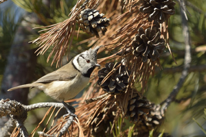Mésange huppée © Mireille Coulon - Parc national des Ecrins