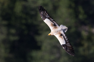 Vautour percnoptère © Pascal Saulay - Parc national des Ecrins