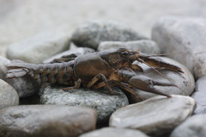 Écrevisse américaine © Jean-Philippe Telmon - Parc national des Ecrins