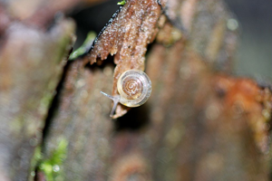 Cristalline diaphane © Damien Combrisson - Parc national des Ecrins