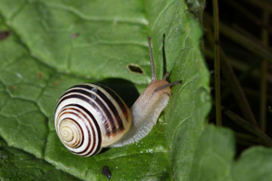 Escargot des jardins © Damien Combrisson - Parc national des Ecrins