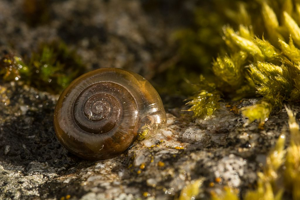 Luisant étroit © Mireille Coulon - Parc national des Ecrins