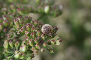 Veloutée commune dans la zone humide de la Sagne © Donovan Maillard - Parc national des Ecrins