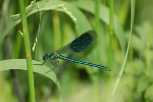 Caloptéryx éclatant © Donovan Maillard - Parc national des Ecrins